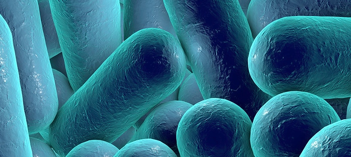 Illustration of rod-shaped bacteria. Rod-shaped bacteria include Escherichia coli, Salmonella, Shigella, Klebsiella, Citrobacter, Enterobacter, Yersinia pestis, Pseudomonas aeruginosa, Legionella pneumophila and Mycobacterium tuberculosis species.
