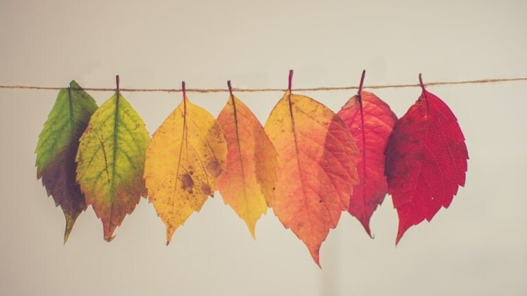 Autumn Leaves