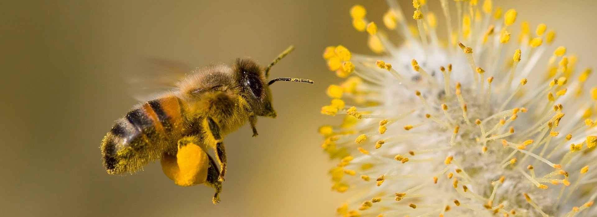 A Bee hovering while collecting pollen from Pussy Willow blossom.