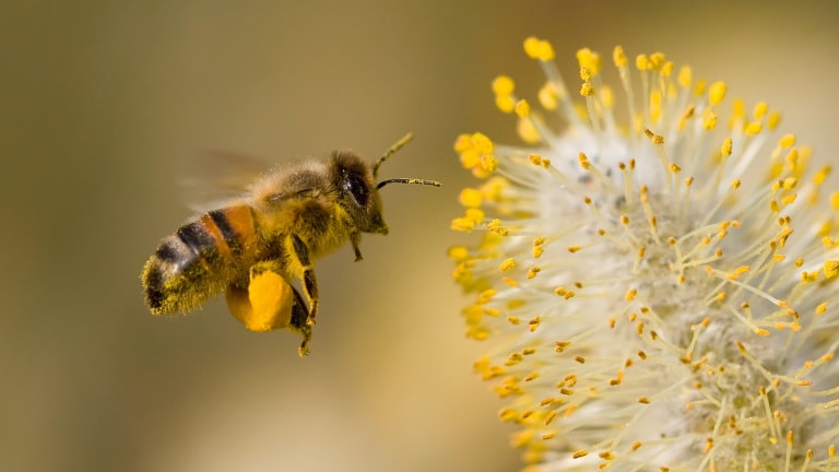 A Bee hovering while collecting pollen from Pussy Willow blossom.