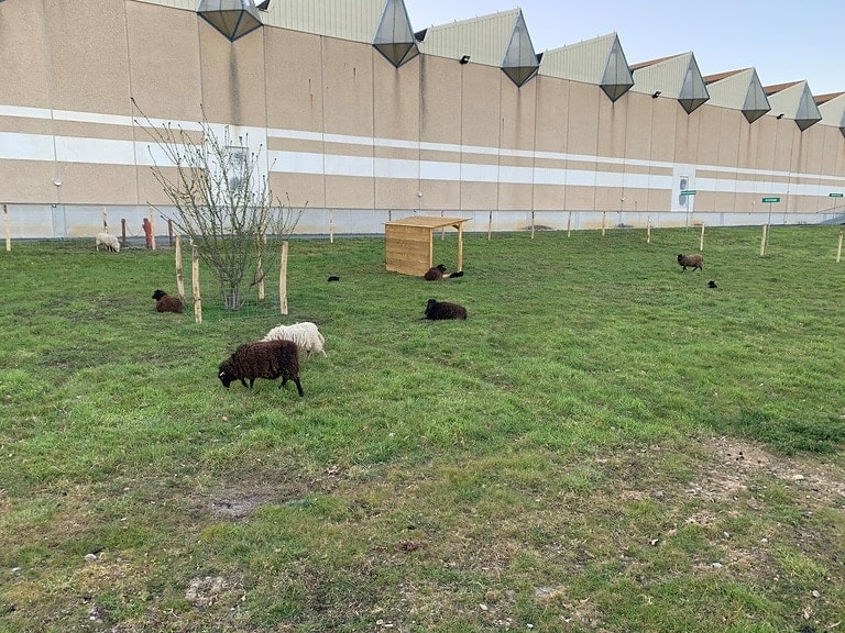 Moutons en éco-paturâge devant l'usine de Laval
