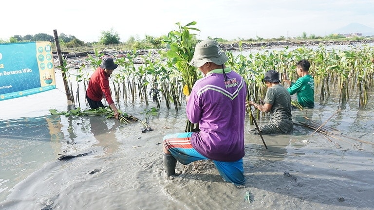 Planting 1000 Trees of Mangrove