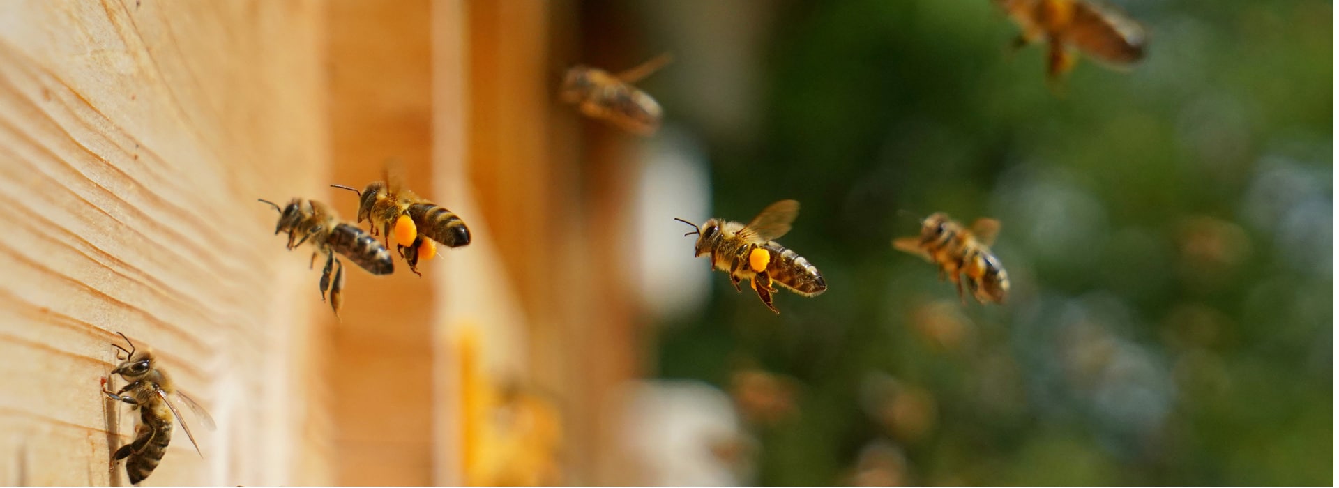 honey bees on wooden board in front of the hive entrance with pollen and without pollen,Apis mellifera Carnica, one for all, all for one