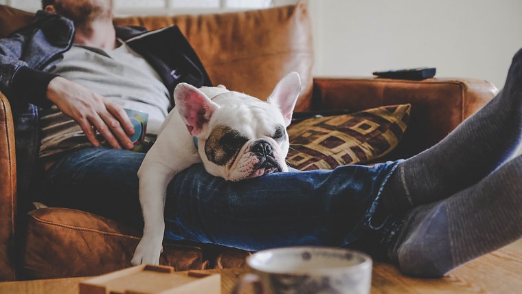 Frenchie puppy sleeping on man's laps