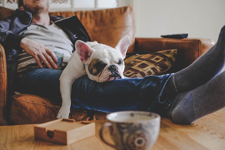 Frenchie puppy sleeping on man's laps