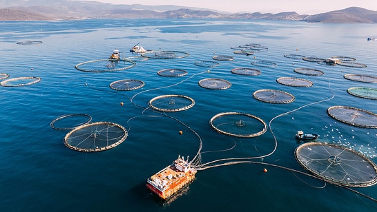 drone-view-of-a-sustainable-fish-farm-with-wilo-solutions