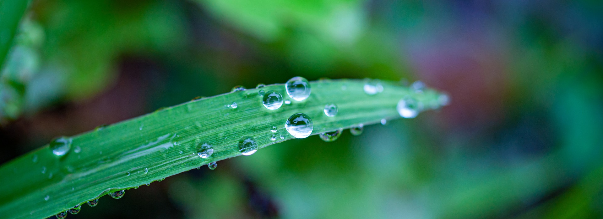 green-grass-as-simple-of-healthy-environment
