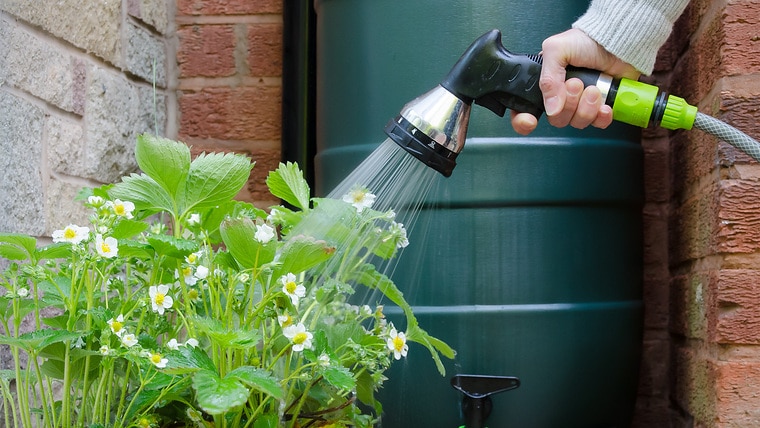 A woman uses rainwater from a rain barrel in the garden to water potted strawberry plants.