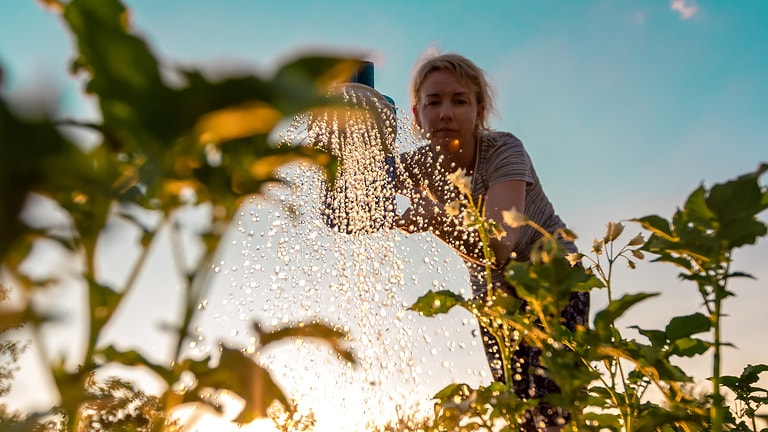Eine Frau kümmert sich um Pflanzen im Garten und gießt mit Regenwasser bei Sonnenuntergang grüne Triebe aus einer Gießkanne