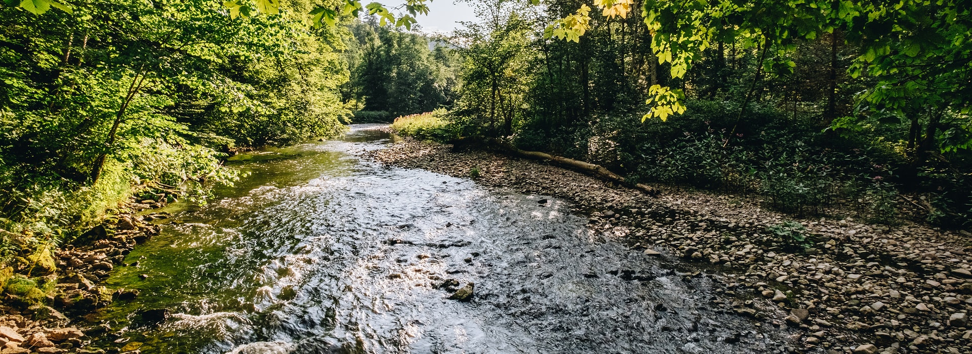 Fluss fließt durch üppiges Tal, Wutachschlucht