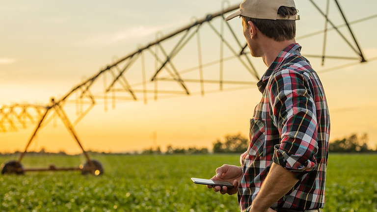 Mann hält Handy und schaut auf bewässertes Maisfeld