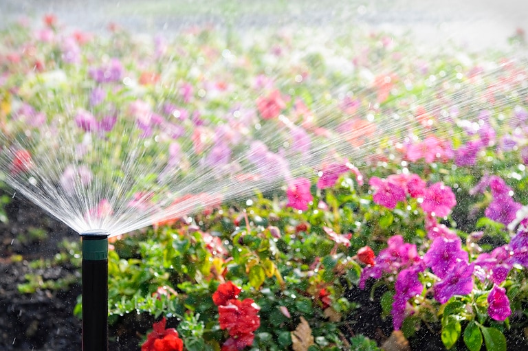 An automatic sprinkler watering a bed of flowers in bright sunshine. Please note intentionally shallow depth of field.
