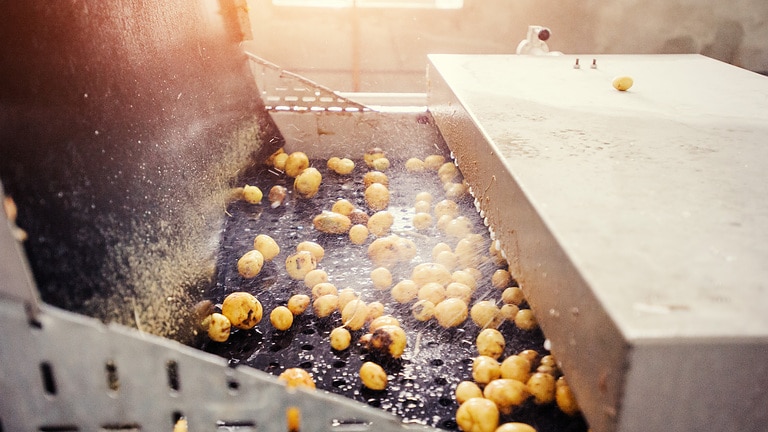 Wasser in der Lebensmittelproduktion beim Kartoffeln waschen